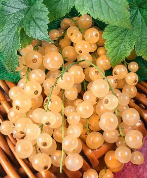 Смородина Уральская белая