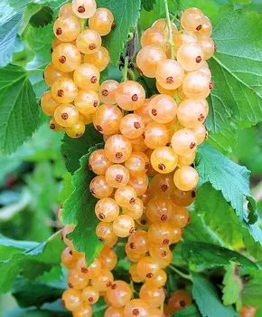 Смородина Вердавия