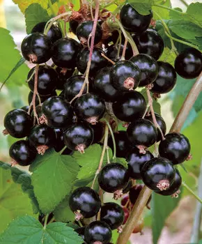 Смородина Вымпел