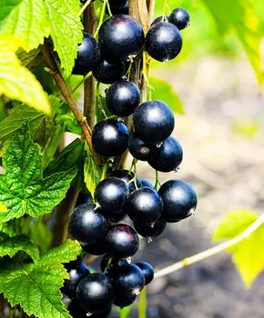 Смородина Ядрёная