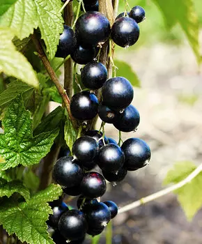 Смородина Ядрёная