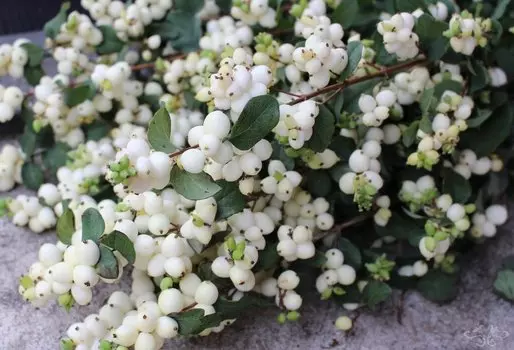 Снежноягодник Белоснежный