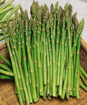 Спаржа Салерома