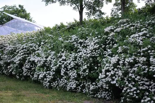 Спирея березолистная Тор