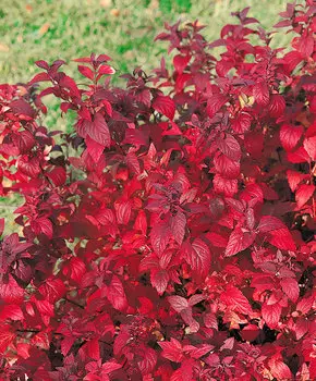 Спирея японская Фробеля