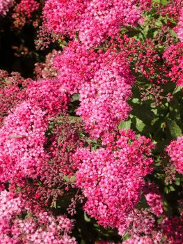 Спирея японская Неоновая вспышка