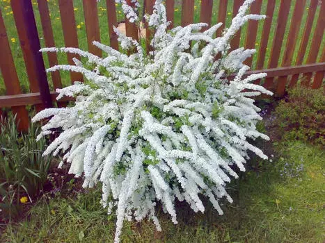 Спирея Серая грефшейм