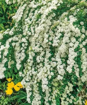 Спирея вангутта