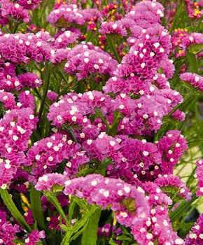 Статица Американская красавица