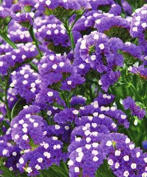 Статица Синяя полночь