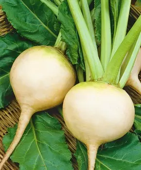 Свёкла Аваланч