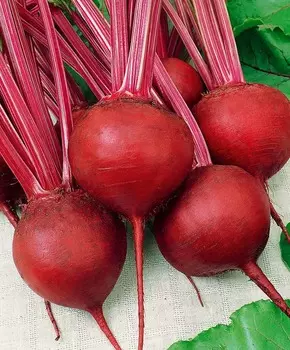 Свёкла Бетти F1