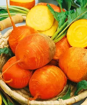 Свёкла Болдор