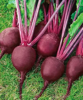 Свёкла Чудесница F1