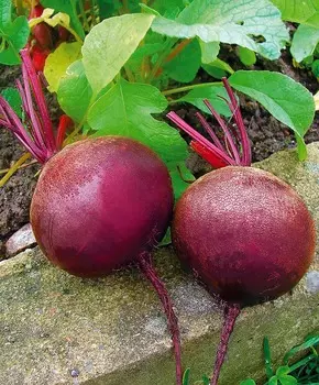 Свёкла Детройт