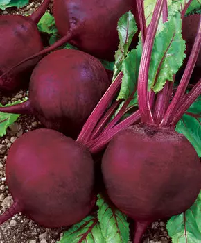 Свёкла Диаз F1