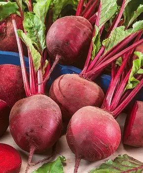 Свёкла Елизавета F1