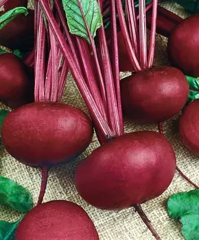 Свёкла Изабелла F1