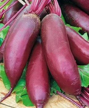 Свёкла Мона