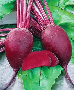 Свёкла Монти F1