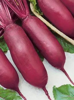 Свёкла Родена