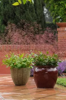 Талинум метельчатый