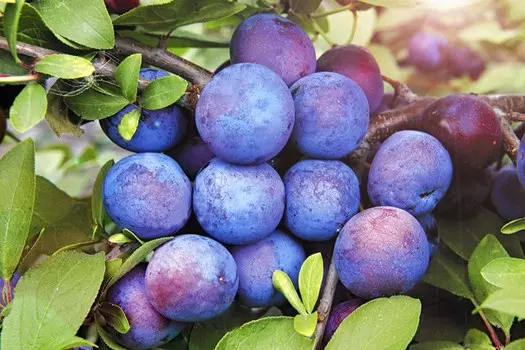 Тернослива Билясувар