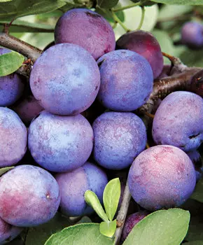 Тернослива Билясувар