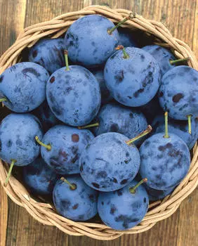 Тернослива Ермак