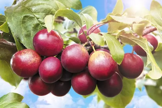 Тернослива Гордость Сибири