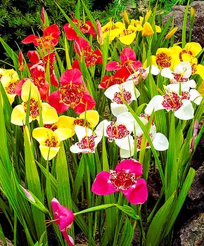 Тигридия Разноцветная