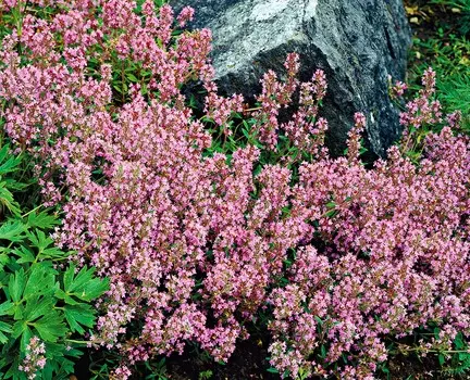 Тимьян Богородский