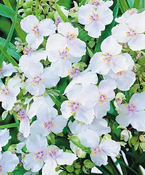 Традесканция Белая куколка