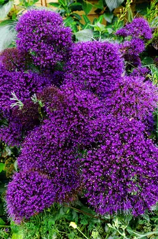 Трахелиум Лесное озеро Фиолетовый