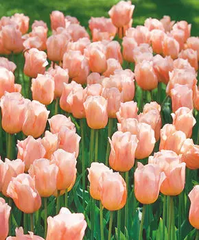 Тюльпан Абрикосовый