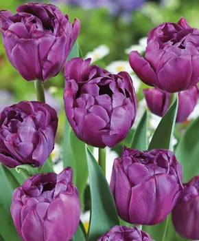 Тюльпан Аликанте