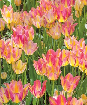 Тюльпан Антуанетта