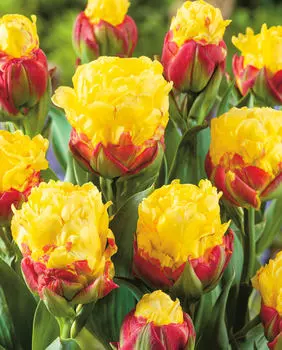 Тюльпан Банановое мороженое