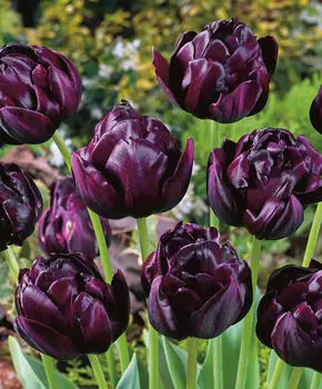 Тюльпан Блэк хироу