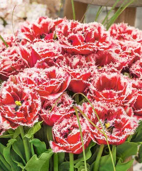 Тюльпан Брест