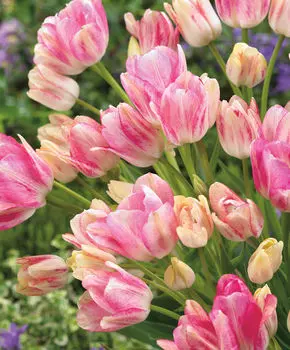 Тюльпан Дрим клаб