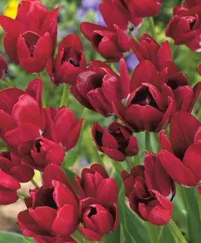 Тюльпан Файери клаб