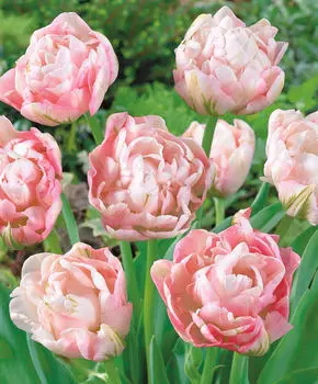 Тюльпан Финола