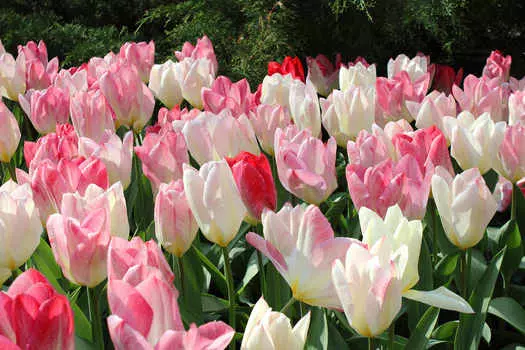 Тюльпан фостера Пуриссима