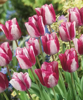 Тюльпан Хотпантс