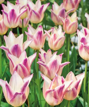 Тюльпан Элегант леди