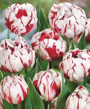 Тюльпан Карнавал де Нис