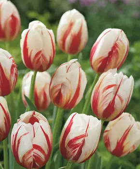 Тюльпан Карнавал де Рио