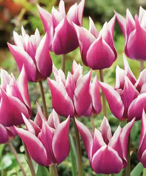 Тюльпан Клаудиа