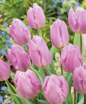 Тюльпан Конфетный принц